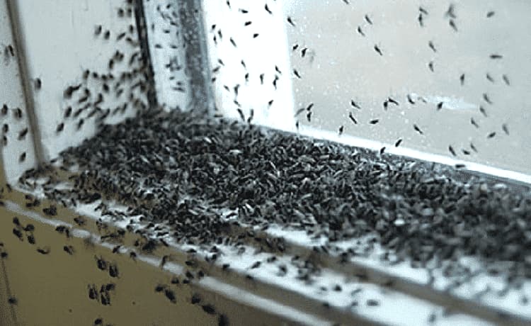 Disinfestazione moscerini in casa